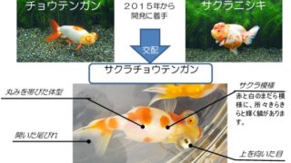 金魚の新品種「さくら頂天眼（サクラチョウテンガン）」 | 金魚すくいの用具・金魚の購入は【ナガイ養魚場】金魚生産者による直売所