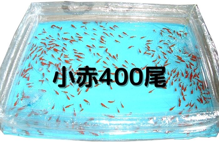 商品番号：4400 小赤400尾 | 商品一覧 | 金魚すくいの用具・金魚