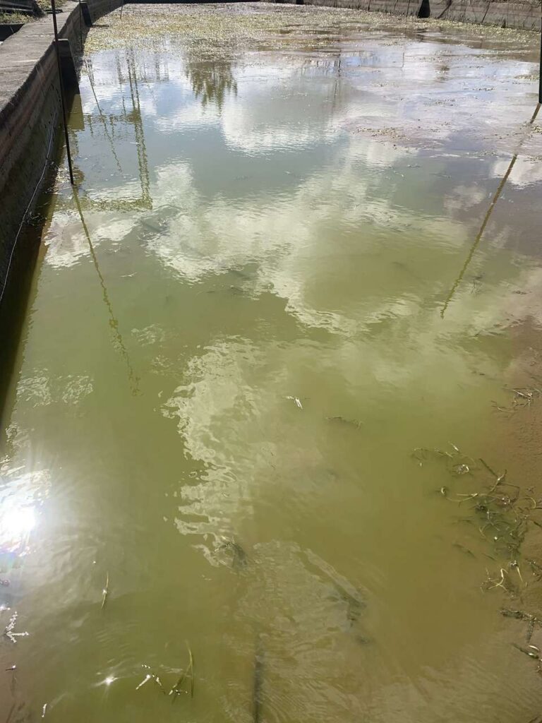 金魚池の底は水草だらけ | 金魚すくいの用具・金魚の販売は【金魚