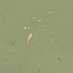 金魚の病気予報
