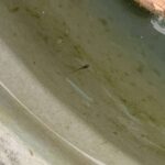 金魚の病気予報