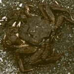 金魚の病気予報