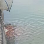 金魚の病気予報