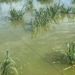 金魚の病気予報