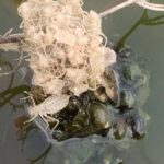 金魚の病気予報