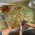 金魚の病気予報