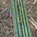 金魚の病気予報