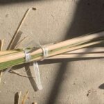 金魚の病気予報