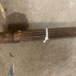 金魚の病気予報