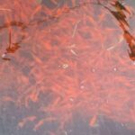 金魚の病気予報