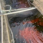 金魚の病気予報