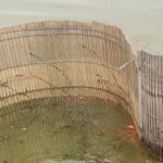 金魚の病気予報