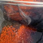 金魚の病気予報