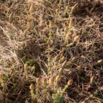 金魚の病気予報