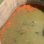 金魚の病気予報