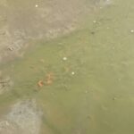 金魚の病気予報