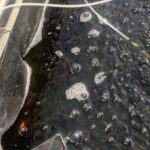 金魚の病気予報