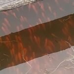 金魚の病気予報