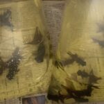 金魚の病気予報