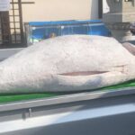 金魚の病気予報