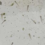 金魚の病気予報