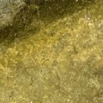 金魚の病気予報