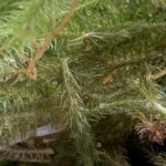 金魚の病気予報