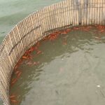 金魚の病気予報