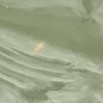 金魚の病気予報