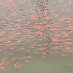 金魚の病気予報
